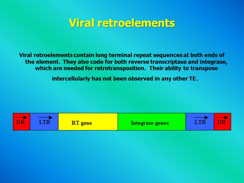 Viral retroelements   Viral retroelements contain long terminal repeat sequences at both ends